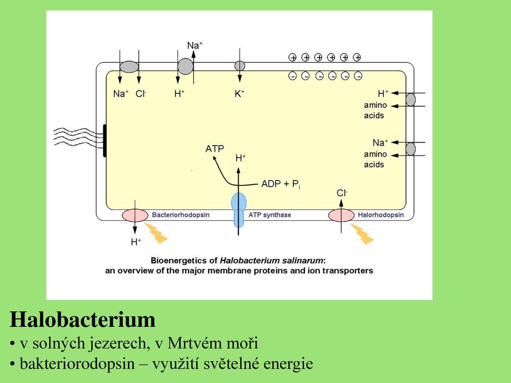 Prokaryotn Organismy Archaea Ppt St Hnout